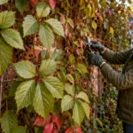 Virginia Creeper Identification, Care and Safety